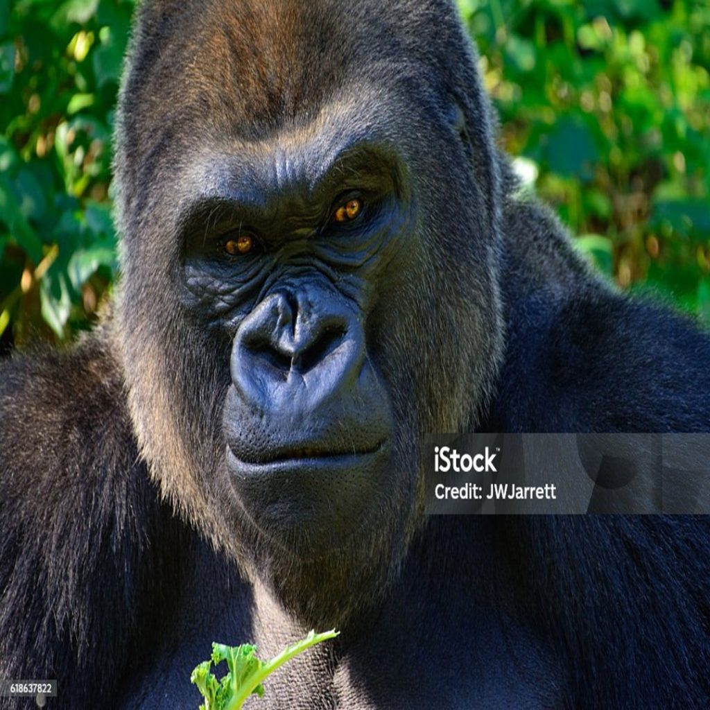 Male Silverback Western Lowland Gorilla Smiles as he eats his breakfast.